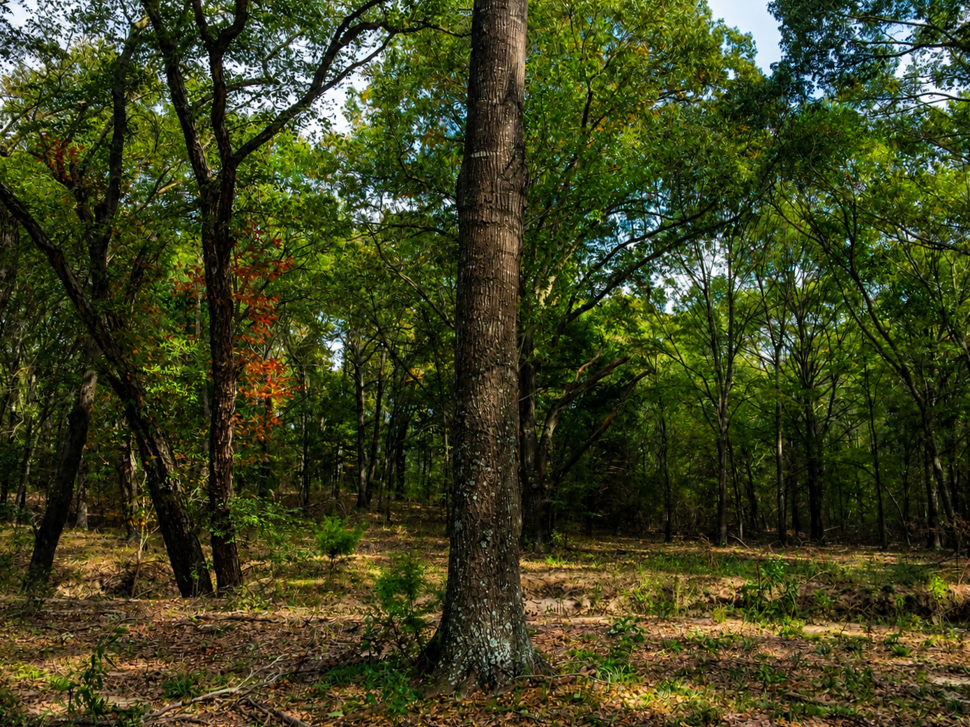 Cypress Point wooded homesite