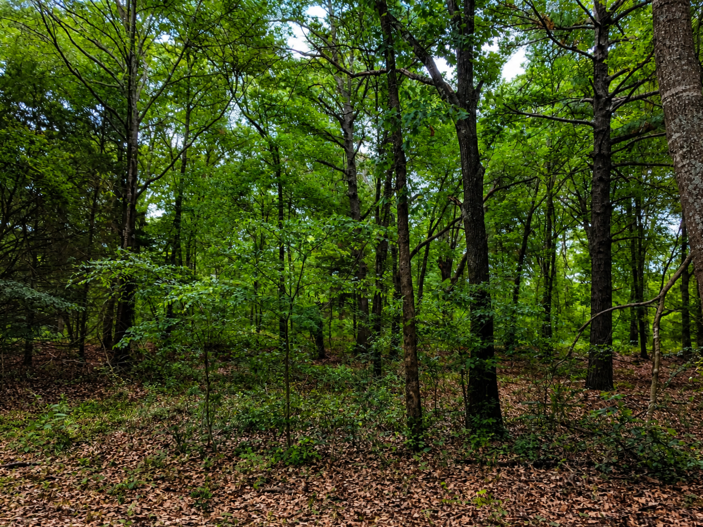 Cypress Point wooded homesite